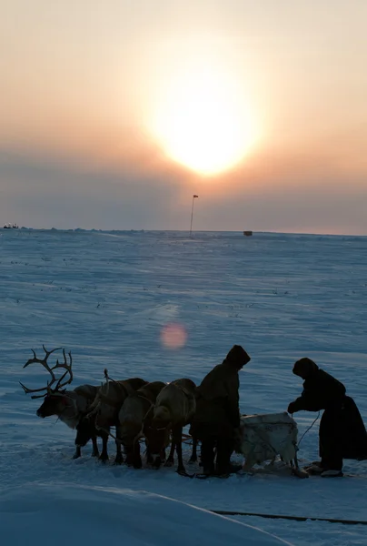 Die Rentierhirten der russischen Arktis — Stockfoto