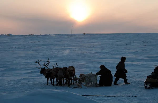 A rénszarvas pásztorok az orosz Északi-sark Jogdíjmentes Stock Képek
