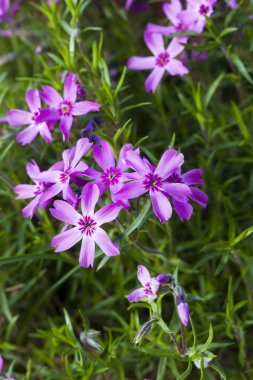 Pink phlox flowers. clipart