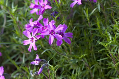 phlox çiçek.