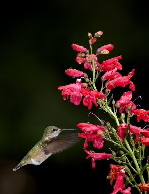 Hummingbird moves to flower. clipart