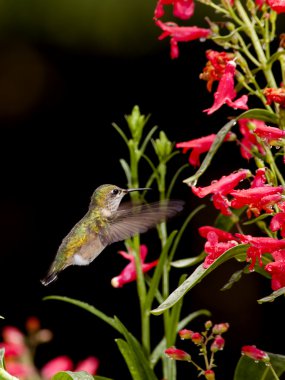 Hummingbird and the flowers. clipart