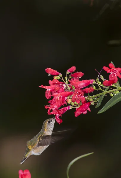 Koliber dociera do paszy. — Zdjęcie stockowe