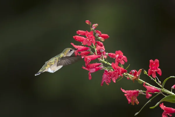 Feeding hummingbird. — Stock Photo, Image