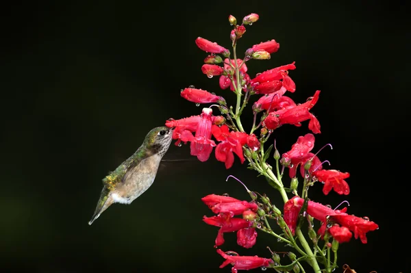 stock image Drinking from the flower.