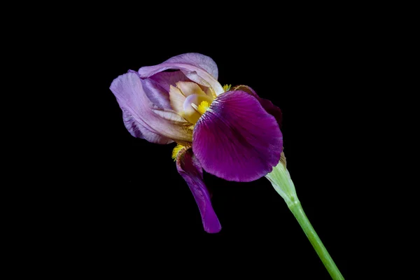 Één iris bloem. — Stockfoto