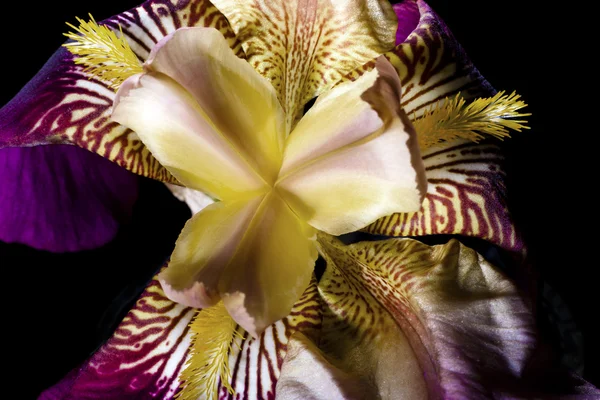Tittar in en iris. — Stockfoto
