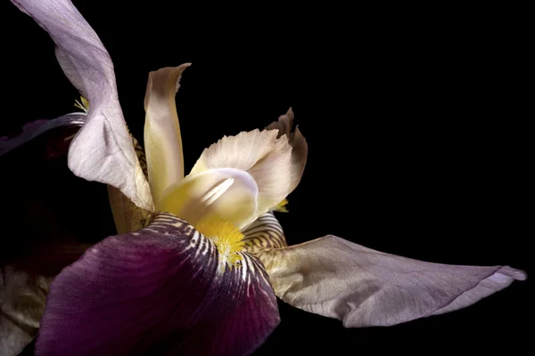 Sidovy av en iris. — Stockfoto