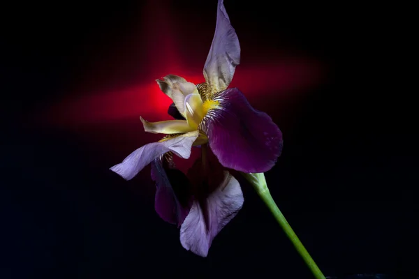 Romantisches Bild einer Iris. — Stockfoto