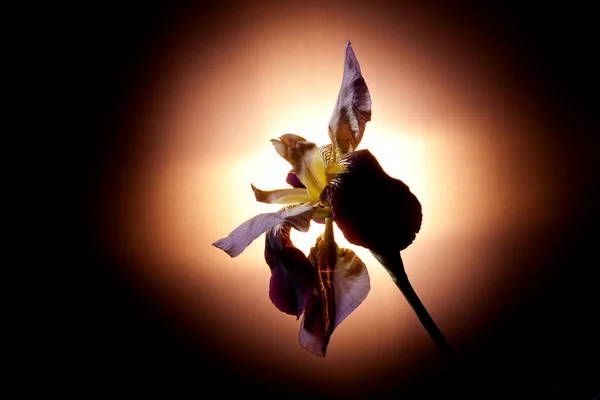 Iris tegen het licht. — Stockfoto