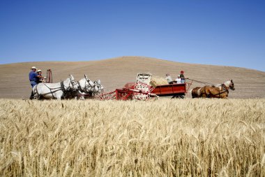 Old fashioned wheat harvesting. clipart