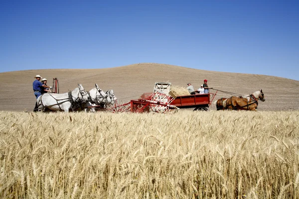 Eski moda buğday hasadı. — Stok fotoğraf
