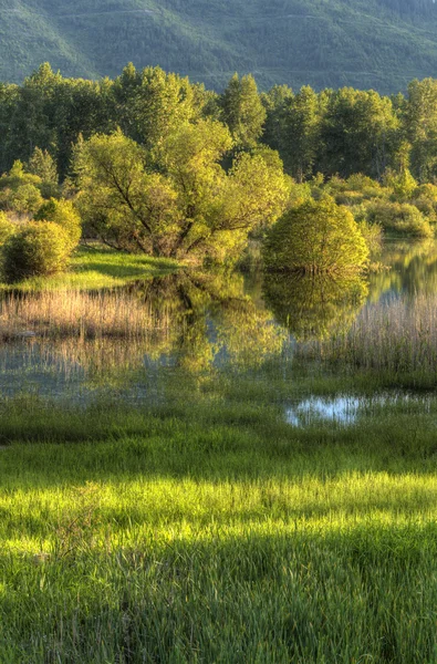 Árvores, grama, água, reflexões . — Fotografia de Stock