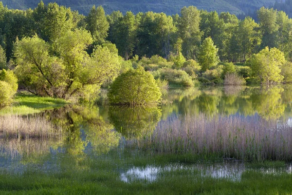 Los árboles se reflejan en el agua . —  Fotos de Stock