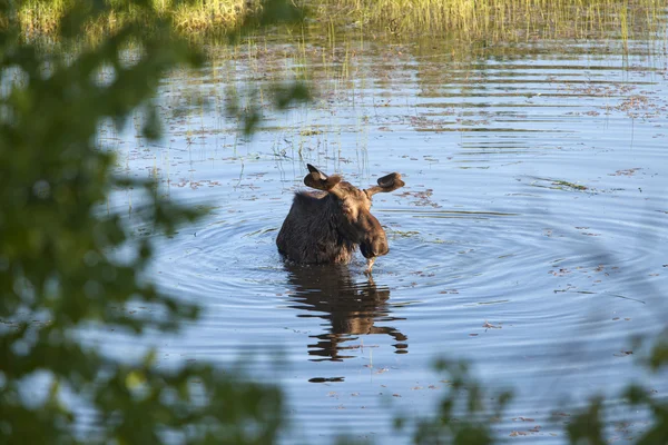 Alce toro vadeando en el estanque . — Foto de Stock