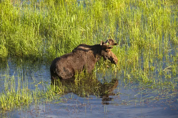 Bull moose in wetlands area. — Stock Photo, Image