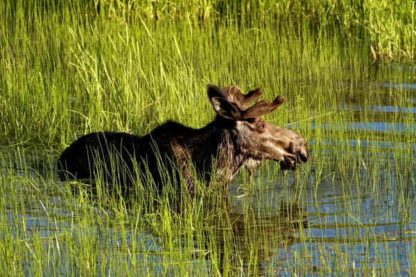 Alce toro vadea en aguas profundas . — Foto de Stock