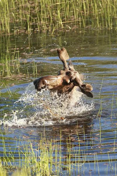 stock image Moose shakes water off its head.