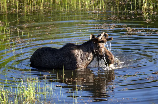 Large moose in water. — Stock Photo, Image
