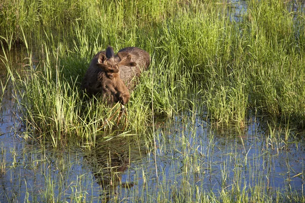 Moose in the grass by the water. — Stock Photo, Image