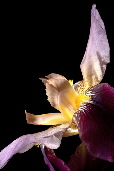 Close up van een mooie iris. — Stockfoto