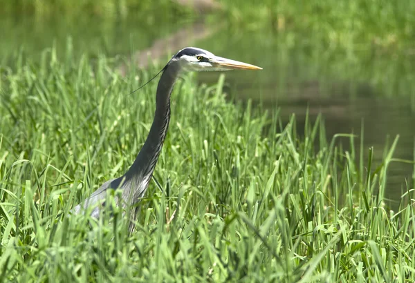 Heron stands in tall grass. — Stock Photo, Image