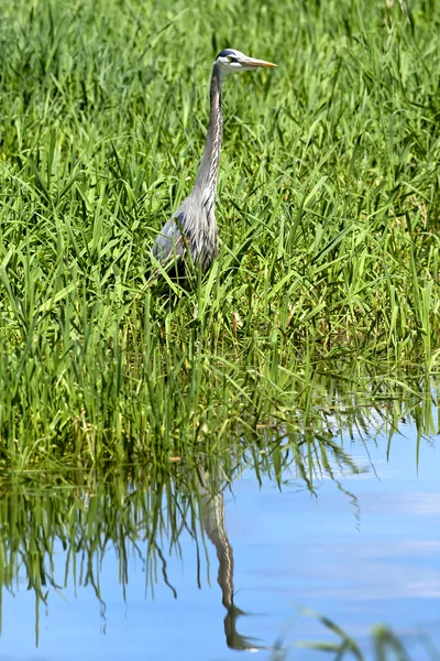 Heron by the water. — Stock Photo, Image