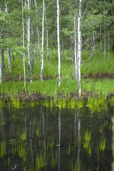 Reflexão de pequenas árvores na lagoa . — Fotografia de Stock