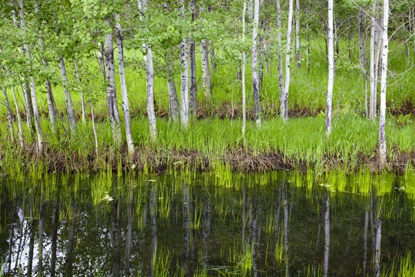 湿地的树木和草. — 图库照片