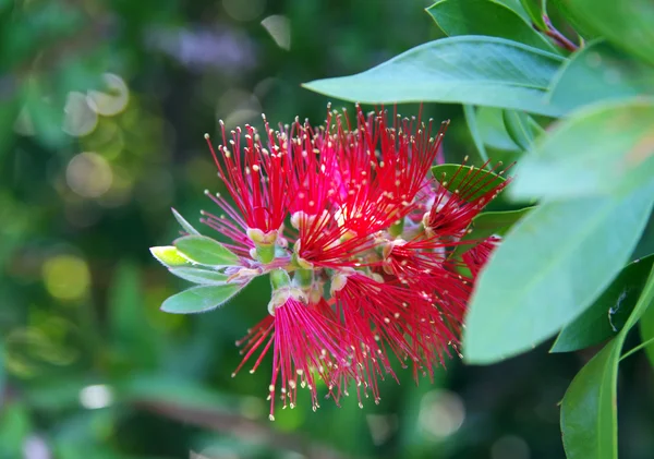 stock image Red flower