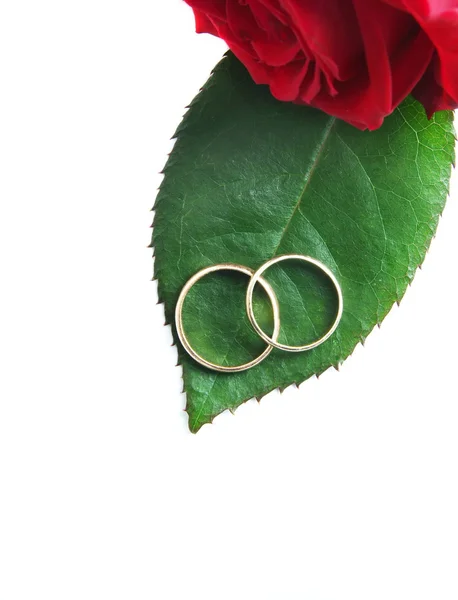 Pierścienie z różą — Zdjęcie stockowe