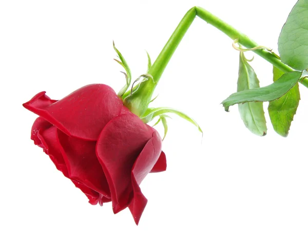 Złamane róża — Zdjęcie stockowe