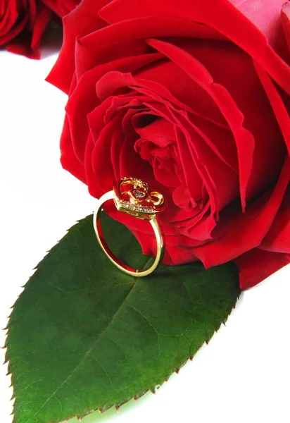 로즈 반지 — 스톡 사진