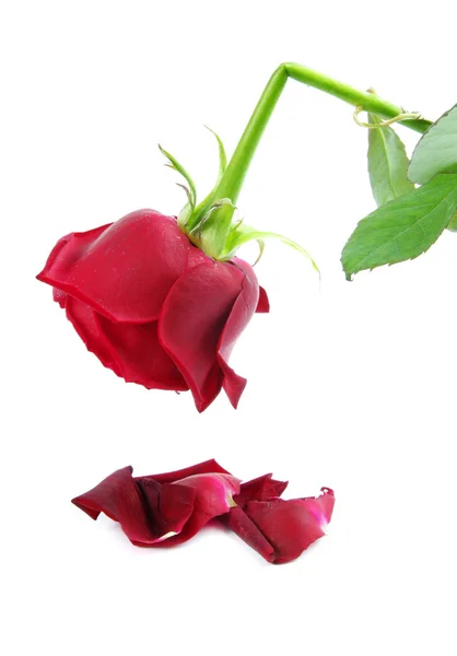 Złamane róża — Zdjęcie stockowe