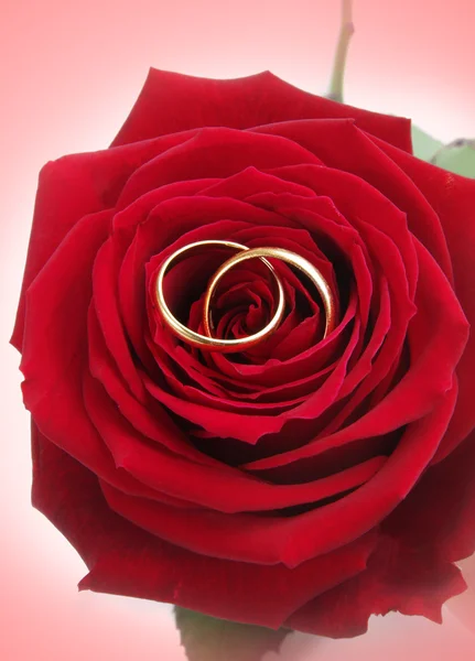 Prsteny s růží — Stock fotografie