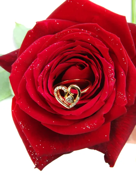 Kroužek s růží — Stock fotografie