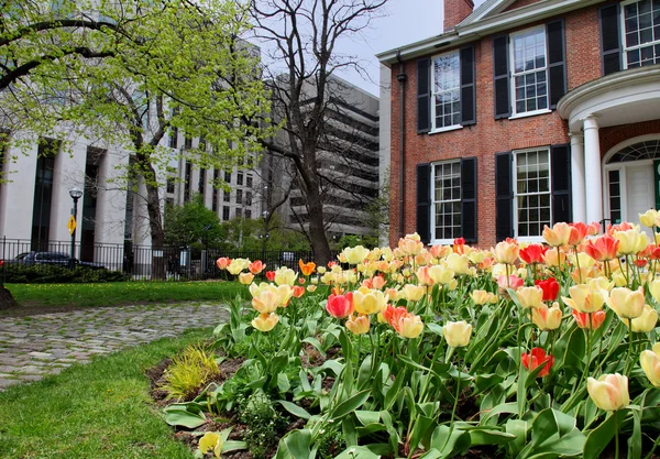 stock image Tulip flower bed in the city