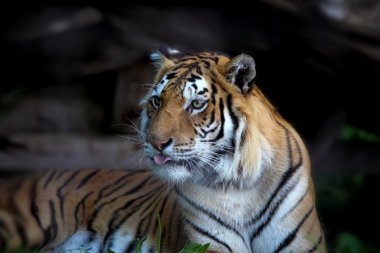 Sibirya kaplanı, panthera tigris altaica