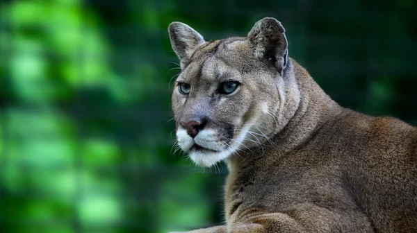 Puma, puma concolor — Zdjęcie stockowe