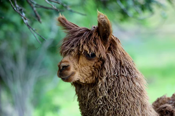 Alpaca, Vicugna pacos — Stock Photo, Image