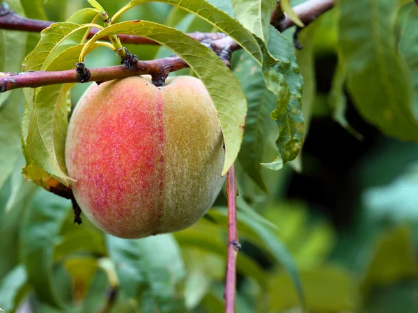Fruto de melocotón ecológico en árbol —  Fotos de Stock