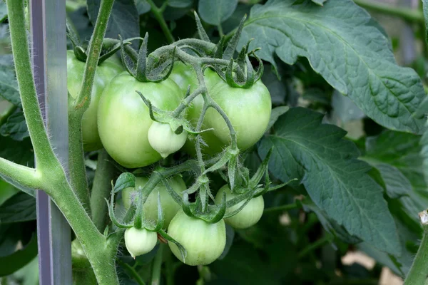 stock image Green tomatoes on vine