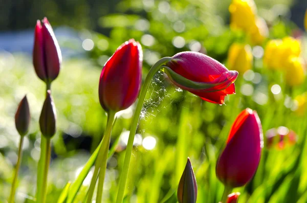 Jarní tulipány a ranní slunce — Stock fotografie