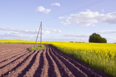 Spring landscape with tillage and rapes field clipart