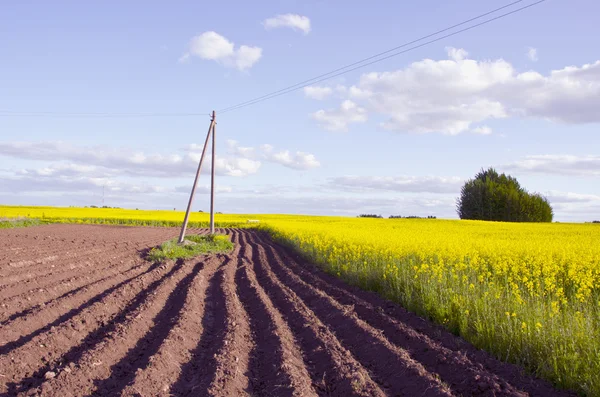 Spring landscape with tillage and rapes field — Stock Photo, Image