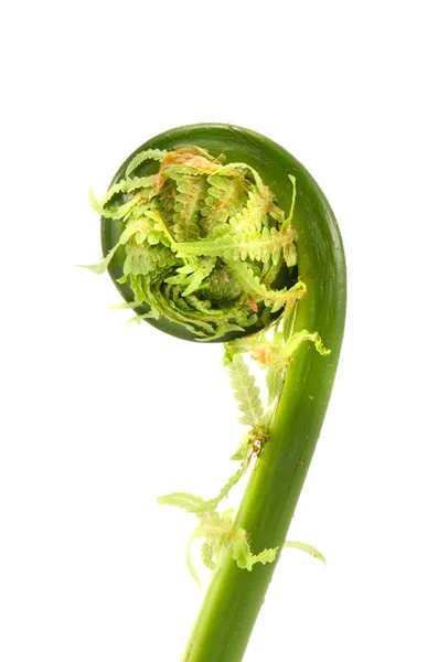 Isolated spring fern voluted bud — Stock Photo, Image