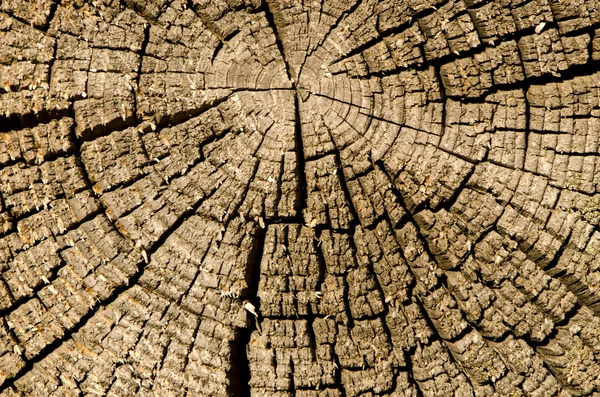 Old and cracked wooden log background — Stock Photo, Image