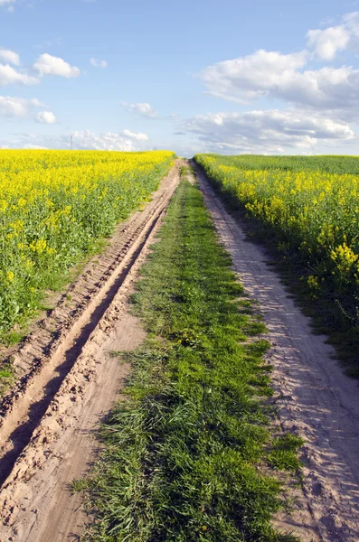 Farm road in the spring rapes field — Stock Photo, Image