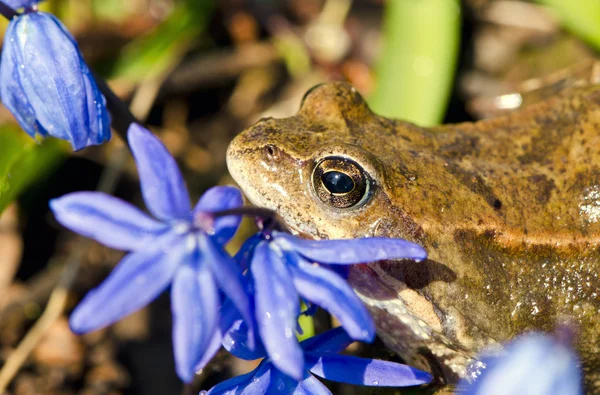 Kurbağa Avrupa ortak ve bahar çiçekleri — Stok fotoğraf