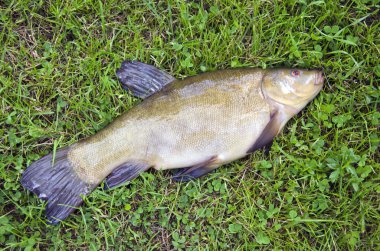 Tench on grass after fishing clipart